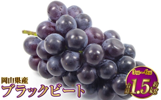 岡山県産 ブラックビート 約1.5kg(3房~6房)【2026年8月上旬~9月上旬発送予定】 ぶどう ブドウ 葡萄