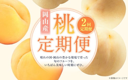 【2回定期便】 桃 (白桃・黄金桃)【2026年7月上旬より順次発送開始】 もも フルーツ 果物 くだもの ギフト 白桃 黄金桃 国産 岡山県産