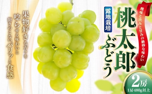 岡山県産 桃太郎ぶどう 2房 ( 1房480g以上 ) 露地栽培 果物 くだもの 果実 フルーツ 葡萄 ぶどう ブドウ 国産 皮ごと 【 2026年9月上旬~10月下旬発送予定 】