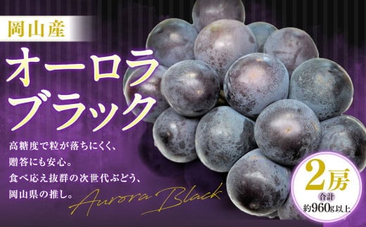 オーロラブラック 2房(1房480g以上・合計960g以上) 化粧箱入り 【2026年8月下旬~9月下旬迄発送予定】 葡萄 ブドウ ぶどう フルーツ 果物 ギフト 国産 岡山県産