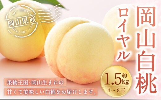 岡山白桃 ロイヤル 4~8玉 約1.5kg 岡山県産 白桃 桃 もも モモ くだもの 果物 果実 フルーツ 国産 ギフト 贈り物 【 2026年7月上旬~8月下旬発送予定 】