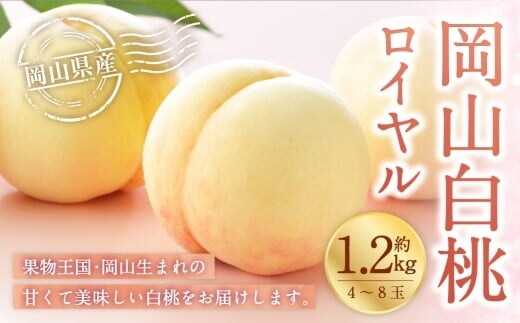 岡山白桃 ロイヤル 4~8玉 約1.2kg 岡山県産 白桃 桃 もも モモ くだもの 果物 果実 フルーツ 国産 ギフト 贈り物 【 2026年7月上旬~8月下旬発送予定 】