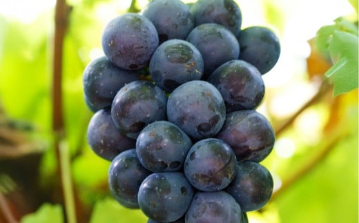 【ご 家庭 用】 ピオーネ 2~3房 1.2kg 【 2026年9月上旬から10月上旬頃発送予定 】 / 果物 くだもの フルーツ ぶどう ブドウ 葡萄 大粒 甘味が強い 甘い 果汁 食べ応え 岡山県 美咲町