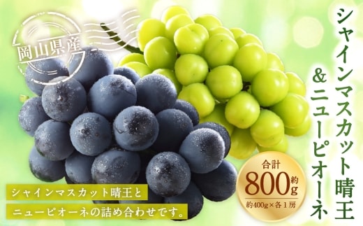 岡山県産 シャインマスカット 「 晴王 」 と ニューピオーネ Lサイズ 計約800g ぶどう ブドウ 葡萄 くだもの 果物 果実 フルーツ 国産 マスカット 【 2026年8月下旬~9月下旬発送予定 】