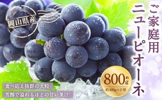 ご家庭用 岡山県産 ニューピオーネ 約800g ( 400g×2房 ) ぶどう ブドウ 葡萄 くだもの 果物 果実 フルーツ 国産 【 2026年8月下旬~9月下旬発送予定 】