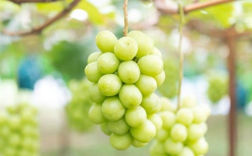 ご家庭用 シャインマスカット 2~3房 (1kg以上) 【2026年8月下旬から10月上旬頃発送予定】 / くだもの 果物 果実 フルーツ ぶどう ブドウ 葡萄 マスカット 冷蔵 岡山県 美咲町