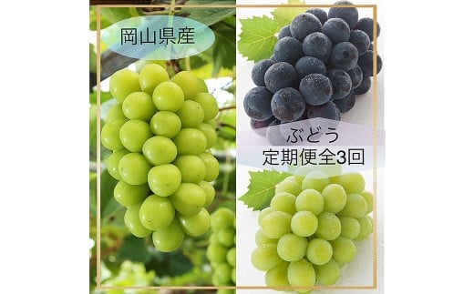 【ぶどう定期便3回】 (マスカットオブアレキサンドリア ・ ニューピオーネ ・ 晴王) 【2026年7月上旬より発送開始】 / 3回 マスカット シャインマスカット 葡萄 ぶどう 果物 果実 フルーツ 旬 定期便 岡山県 美咲町 冷蔵