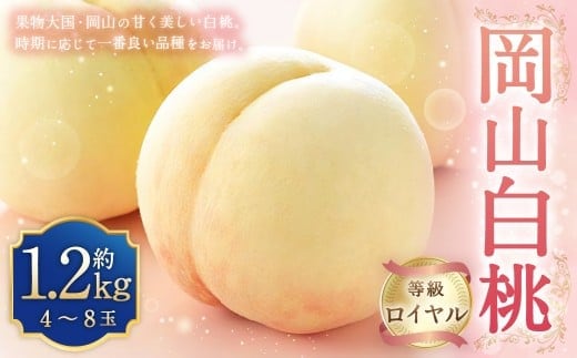岡山白桃 ロイヤル 4~8玉 約1.2kg 岡山県産 (早生種・中生種) 【2026年7月上旬~8月下旬迄発送予定】 / 白桃 桃 もも 果物 果実 フルーツ 岡山県 美咲町 冷蔵