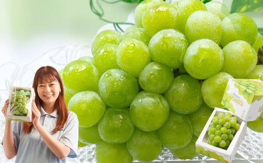 マスカット・オブ・アレキサンドリア (700g以上・秀品以上) 1房 化粧箱入り【2026年7月上旬~8月上旬迄発送予定】 / マスカット 葡萄 ぶどう 果物 果実 フルーツ 皮ごと 岡山県 美咲町 冷蔵