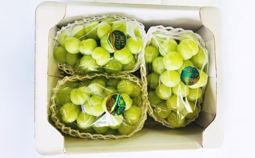 ぶどう 2026年 先行予約 シャイン マスカット 3~4房 合計2kg以上 【2026年9月上旬~9月下旬発送予定】 / ブドウ 葡萄 シャインマスカット 種なし 皮ごと 岡山県産 国産 フルーツ 果物 ギフト 河本農園 岡山県 美咲町 冷蔵