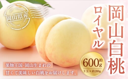 岡山白桃 ロイヤル 3玉×約200g ( Lサイズ ) 岡山県産 白桃 桃 もも モモ くだもの 果物 果実 フルーツ 国産 ギフト 贈り物 【 2026年7月上旬~8月下旬発送予定 】