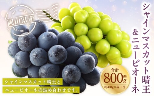 岡山県産 シャインマスカット 晴王 ・ ニューピオーネ Lサイズ 計約800g 詰合せ ぶどう ブドウ 葡萄 くだもの 果物 果実 フルーツ 国産 マスカット 【 2026年6月下旬~7月下旬発送予定 】