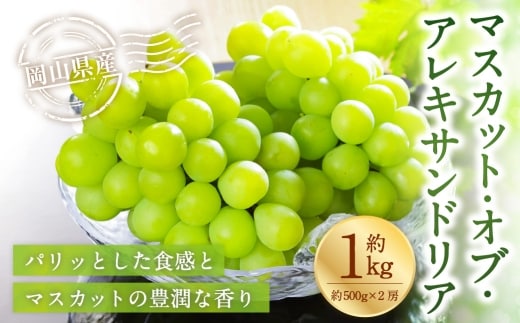 岡山県産 マスカット・オブ・アレキサンドリア 約1kg ( 500g×2房 ) ぶどう ブドウ 葡萄 くだもの 果物 果実 フルーツ 国産 マスカット 【 2026年8月下旬~9月下旬発送予定 】