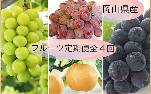【果物定期便4回】 (ニューピオーネ ・ 晴王 ・ 紫苑 ・ あたご梨) 【2026年9月上旬より発送開始】 / 4回 葡萄 ぶどう マスカット シャインマスカット 梨 なし 果物 果実 フルーツ 旬 定期便 岡山県 美咲町 冷蔵 常温