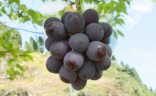 ぶどう 2026年 先行予約 ニュー ピオーネ 2房 合計1.2kg以上 【2026年8月下旬発送予定】 / ブドウ 葡萄 ニューピオーネ 岡山県産 国産 フルーツ 果物 ギフト 河本農園 岡山県 美咲町 冷蔵