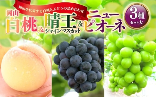 岡山白桃 & 晴王 シャインマスカット & ニューピオーネ セット大 桃 くだもの 果物 フルーツ 果実 もも モモ 白桃 葡萄 ブドウ ぶどう マスカット 【 2026年7月上旬~8月上旬発送予定 】