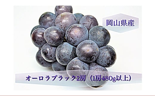 オーロラブラック 2房 (1房480g以上) 化粧箱入り 【2026年8月下旬~9月下旬迄発送予定】 / 葡萄 ぶどう 果物 果実 フルーツ 岡山県 美咲町 冷蔵
