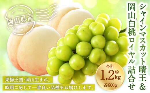 岡山県産 岡山白桃 ロイヤル 3Lサイズ 約300g×2玉・ シャインマスカット 晴王 約600g×1房 詰合せ 白桃 モモ もも 桃 ぶどう ブドウ 葡萄 マスカット くだもの 果物 果実 フルーツ 国産 家庭用 ギフト 贈り物 贈答 【 2026年7月上旬~8月下旬発送予定 】