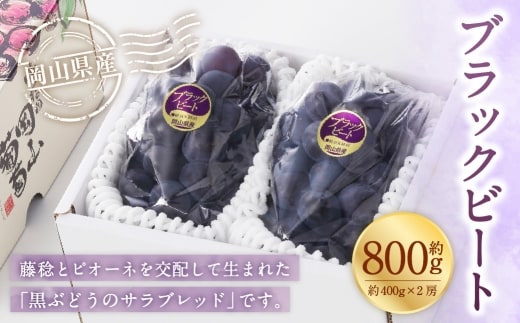 岡山県産 ブラックビート 約800g ( 約400g×2房 ) ぶどう ブドウ 葡萄 くだもの 果物 果実 フルーツ 国産 黒ぶどう 【 2026年8月上旬~9月上旬発送予定 】