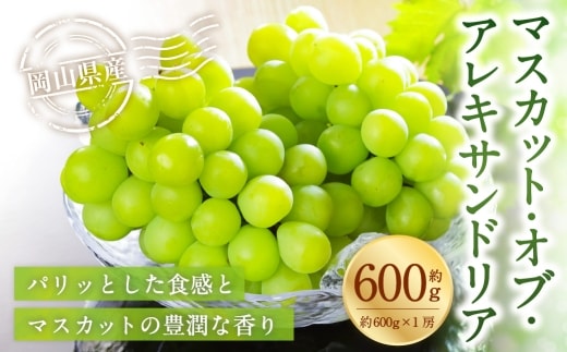 岡山県産 マスカット･オブ･アレキサンドリア 約600g ( 約600g×1房 ) ぶどう ブドウ 葡萄 くだもの 果物 果実 フルーツ 国産 マスカット 【 2026年6月下旬~7月下旬発送予定 】