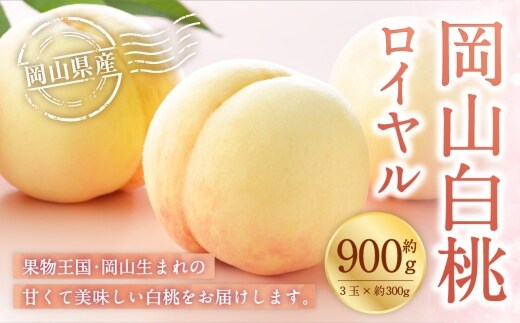 岡山白桃 ロイヤル 3玉×約300g ( 3Lサイズ ) 岡山県産 白桃 桃 もも モモ くだもの 果物 果実 フルーツ 国産 ギフト 贈り物 【 2026年7月上旬~8月下旬発送予定 】