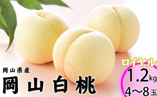 岡山白桃 ロイヤル 4~8玉 約1.2kg 岡山県産 (早生種・中生種) 【2026年7月上旬~8月下旬迄発送予定】 / 白桃 桃 もも 果物 果実 フルーツ 岡山県 美咲町 冷蔵