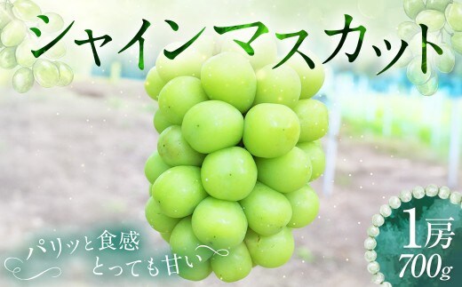 シャインマスカット 1房 約700g 【2026年9月下旬~10月上旬発送予定】 / マスカット 葡萄 ブドウ 種無し 種なし