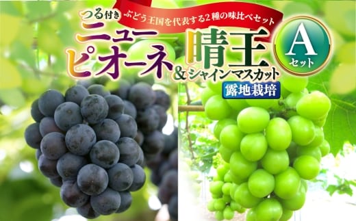 つる付き! ニューピオーネ & 晴王 シャインマスカット Aセット 露地栽培 ブドウ ぶどう 葡萄 果物 くだもの フルーツ 果実 マスカット 食べ比べ 【 2026年9月上旬~10月下旬発送予定 】