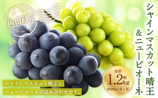 岡山県産 シャインマスカット 「 晴王 」 と ニューピオーネ 3Lサイズ 計約1.2kg ぶどう ブドウ 葡萄 くだもの 果物 果実 フルーツ 国産 マスカット 【 2026年8月下旬~9月下旬発送予定 】