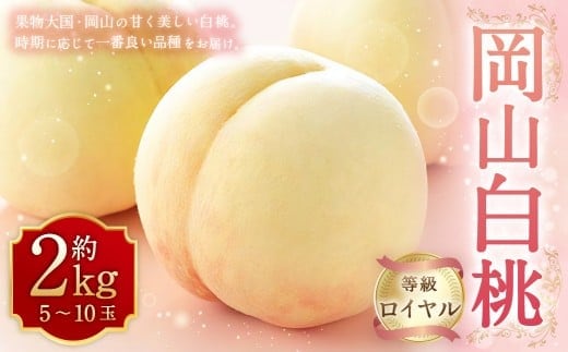 岡山白桃 ロイヤル 5~10玉 約2kg 岡山県産 (早生種・中生種) 【2026年7月上旬~8月下旬迄発送予定】 / 白桃 桃 もも 果物 果実 フルーツ 岡山県 美咲町 冷蔵