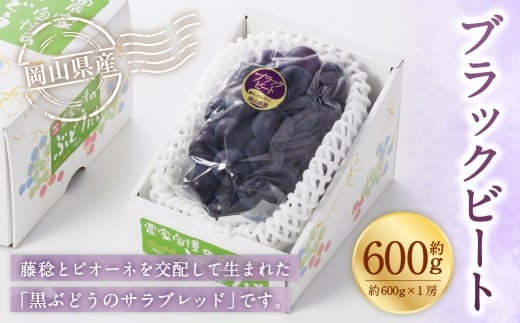 岡山県産 ブラックビート 約600g ( 約600g×1房 ) ぶどう ブドウ 葡萄 くだもの 果物 果実 フルーツ 国産 黒ぶどう 【 2026年8月上旬~9月上旬発送予定 】