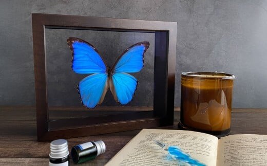 昆虫標本 Flying Morpho Butterfly(空を翔ぶ宝石) モルフォ蝶 / 標本箱 箱 ケース 標本 蝶 蝶々 インテリア オブジェ