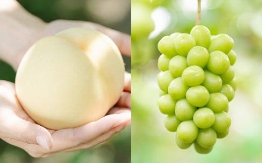 【2回定期便】 岡山白桃 (清水白orおかやま夢白桃) 5~8玉 (2kg以上) & シャインマスカット 3~5房 (2kg以上) 【2026年7月下旬から順次発送予定】 / くだもの 果物 果実 フルーツ 桃 もも モモ 白桃 ピーチ ぶどう ブドウ 葡萄 マスカット 冷蔵 岡山県 美咲町