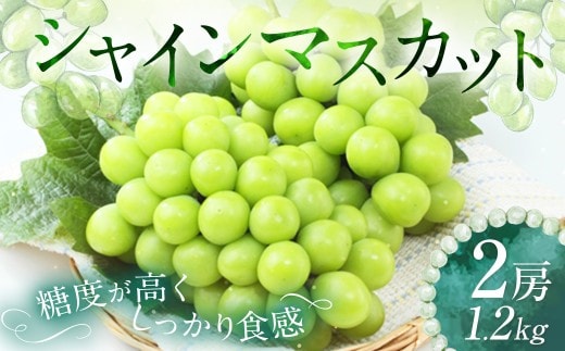 シャインマスカット 2房 約1.2kg 【2026年9月上旬~10月下旬発送予定】 / マスカット 葡萄 ブドウ 種無し 種なし