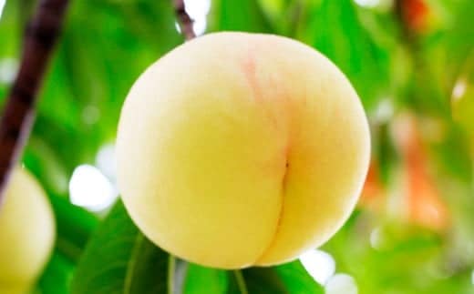 岡山 白桃 2種 2玉 ( ロイヤル ) 500g ( 計 1kg ) 【 2026年7月上旬から9月上旬頃発送予定 】 / 果物 くだもの フルーツ もも 桃 甘い 香り 柔らかい ジューシー 美味しい 岡山県 美咲町