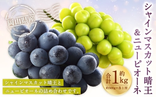 岡山県産 シャインマスカット 晴王 ・ ニューピオーネ 2Lサイズ 計約1kg 詰合せ ぶどう ブドウ 葡萄 くだもの 果物 果実 フルーツ 国産 マスカット 【 2026年6月下旬~7月下旬発送予定 】