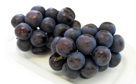 【ご 家庭 用 】 オーロラブラック 2~3房 1.2kg 【 2026年9月上旬から10月上旬頃発送予定 】 / 果物 くだもの フルーツ ぶどう ブドウ 葡萄 大粒 甘味が強い 甘い 果汁 食べ応え 岡山県 美咲町