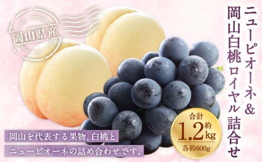 岡山県産 岡山白桃 ロイヤル 3Lサイズ 約300g×2玉・ ニューピオーネ 約600g×1房 詰合せ ぶどう ブドウ 葡萄 くだもの 果物 果実 フルーツ 国産 白桃 モモ もも 桃 家庭用 ギフト 贈り物 贈答 【 2026年7月上旬~8月下旬発送予定 】