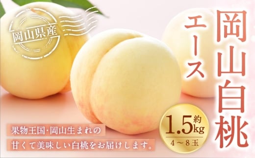 岡山白桃 エース 4~8玉 約1.5kg 岡山県産 白桃 桃 もも モモ くだもの 果物 果実 フルーツ 国産 ギフト 贈り物 【 2026年7月上旬~8月下旬発送予定 】