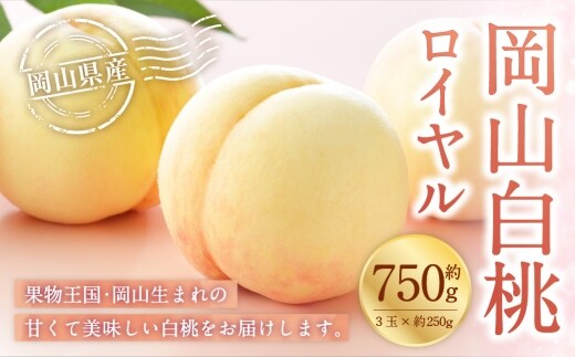 岡山白桃 ロイヤル 3玉×約250g ( 2Lサイズ ) 岡山県産 白桃 桃 もも モモ くだもの 果物 果実 フルーツ 国産 ギフト 贈り物 【 2026年7月上旬~8月下旬発送予定 】