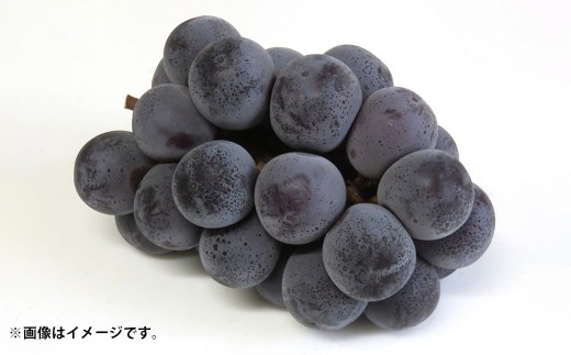 先行予約岡山県産ニューピオーネ 約2kg(3~6房)【2026年8月下旬~10月下旬まで順次発送予定】 葡萄 ぶどう ブドウ フルーツ 果物 冷蔵