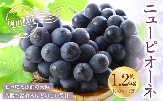 岡山県産 ニューピオーネ 約1.2kg ( 約600g×2房 ) ぶどう ブドウ 葡萄 くだもの 果物 果実 フルーツ 種なし 種無し 国産 【 2026年6月下旬~7月下旬発送予定 】