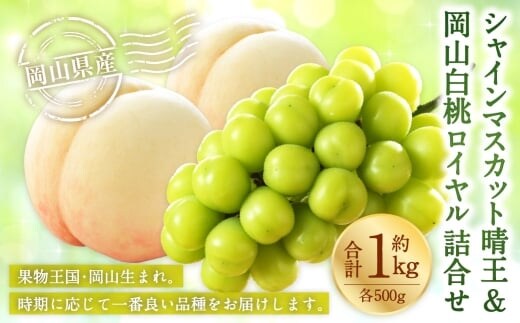 岡山県産 岡山白桃 ロイヤル 2Lサイズ 約250g×2玉・ シャインマスカット 晴王 約500g×1房 詰合せ 白桃 モモ もも 桃 ぶどう ブドウ 葡萄 マスカット くだもの 果物 果実 フルーツ 国産 家庭用 ギフト 贈り物 贈答 【 2026年7月上旬~8月下旬発送予定 】