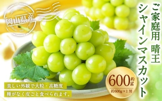 ご家庭用 岡山県産 シャインマスカット 晴王 約600g ( 600g×1房 ) ぶどう ブドウ 葡萄 マスカット 果物 くだもの フルーツ 国産 【 2026年8月下旬~11月下旬発送予定 】