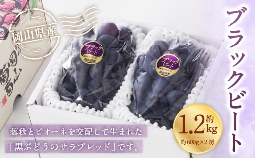 岡山県産 ブラックビート 約1.2kg ( 約600g×2房 ) ぶどう ブドウ 葡萄 くだもの 果物 果実 フルーツ 国産 黒ぶどう 【 2026年8月上旬~9月上旬発送予定 】