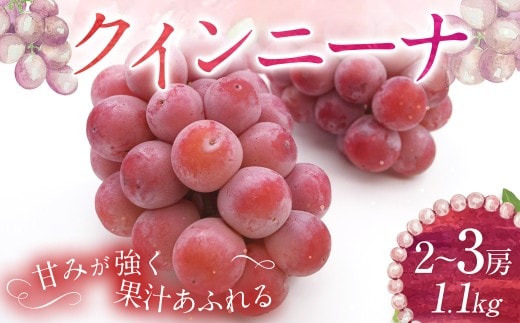 クイーンニーナ 2~3房 計約1.1kg 【2026年9月上旬~10月下旬発送予定】 / 葡萄 ブドウ 種無し 種なし