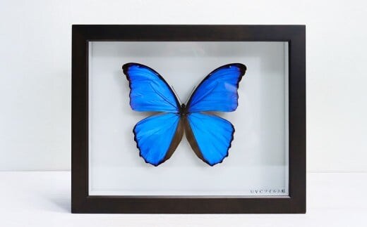 昆虫標本箱(ドイツ箱) モルフォ蝶 1頭入 / 標本箱 箱 ケース 標本 蝶 蝶々 インテリア オブジェ