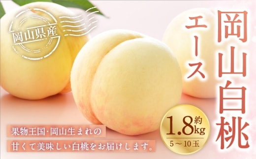 岡山白桃 エース 5~10玉 約1.8kg 岡山県産 白桃 桃 もも モモ くだもの 果物 果実 フルーツ 国産 ギフト 贈り物 【 2026年7月上旬~8月下旬発送予定 】