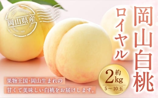 岡山白桃 ロイヤル 5~10玉 約2kg 岡山県産 白桃 桃 もも モモ くだもの 果物 果実 フルーツ 国産 ギフト 贈り物 【 2026年7月上旬~8月下旬発送予定 】
