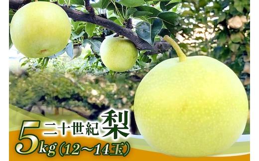 梨 2026年 先行予約 二十世紀梨 5kg 12～14玉 果物 なし 広島県 安芸高田市